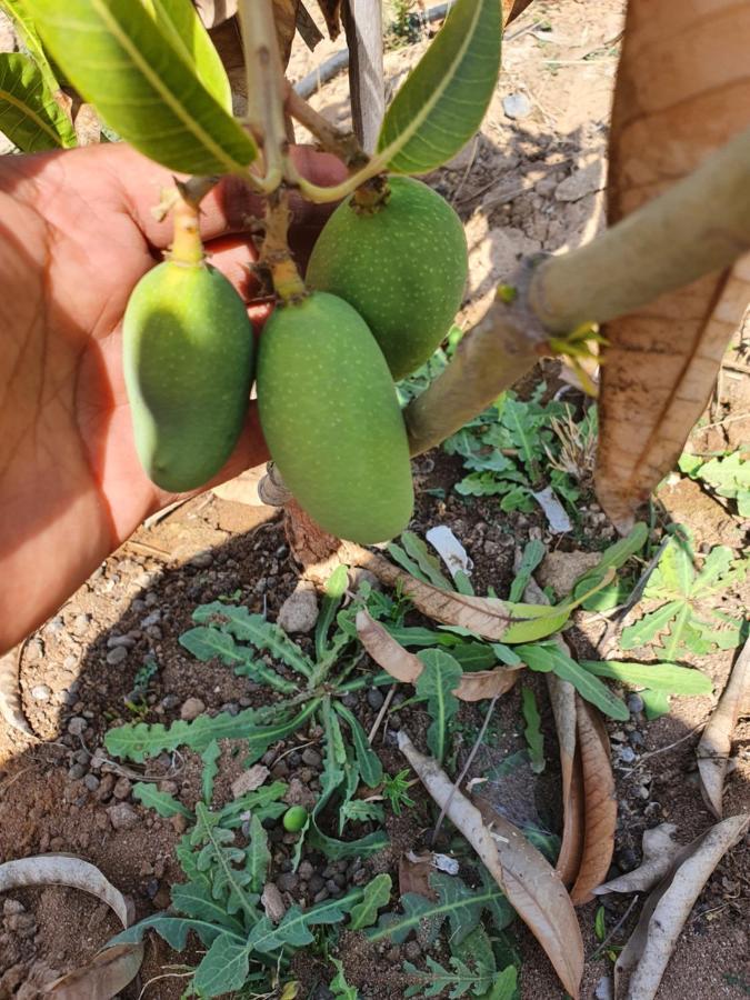 הוילה בהוי Krishna Farm & Forest מראה חיצוני תמונה